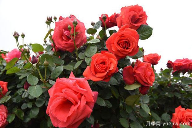 曲靖高桿月季溫暖綻放，打造麒麟城靚麗景觀(圖4)