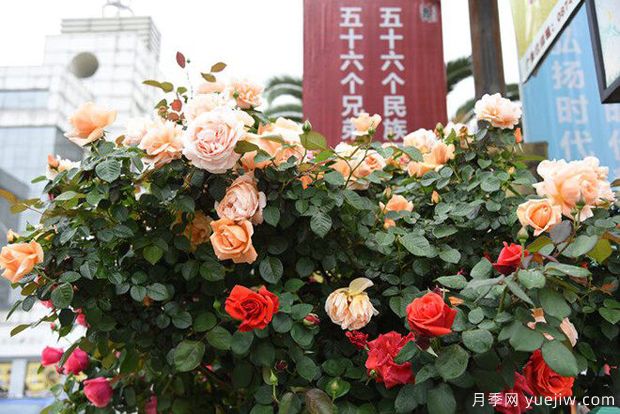 曲靖高桿月季溫暖綻放，打造麒麟城靚麗景觀(圖3)