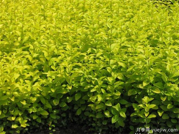園林植物相生相克表，不要種在一起(圖1)