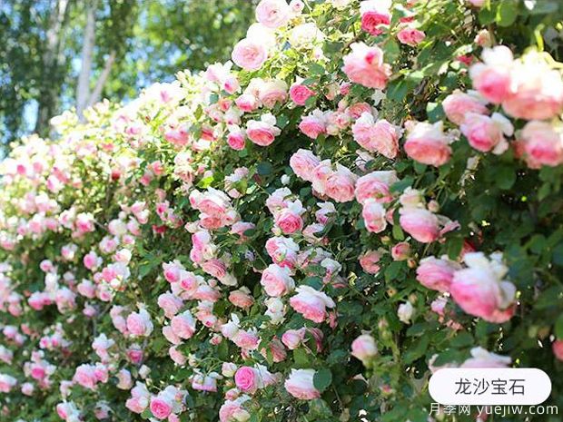 新手養(yǎng)殖月季花，5個(gè)基本點(diǎn)要熟知才能養(yǎng)好(圖1)