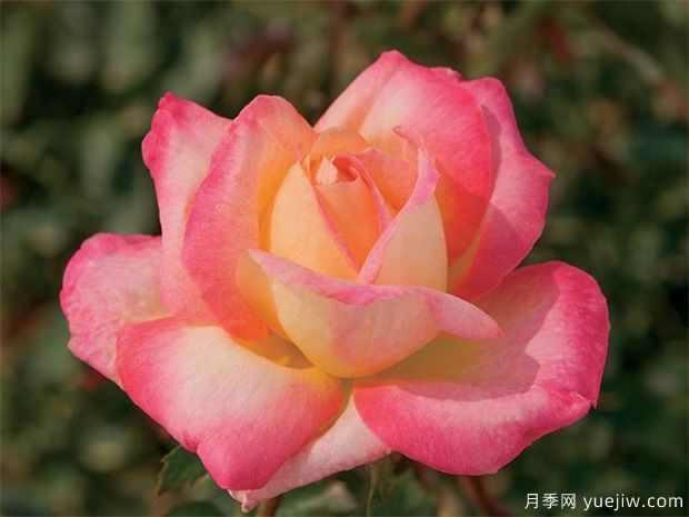 300種花卉植物開(kāi)花月份對(duì)照表(圖1)