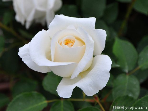 白色圣誕月季/白圣誕月季(圖2)