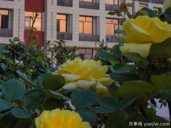 黃岡科技職業(yè)學(xué)院，然有月季，亭亭玉立(圖2)