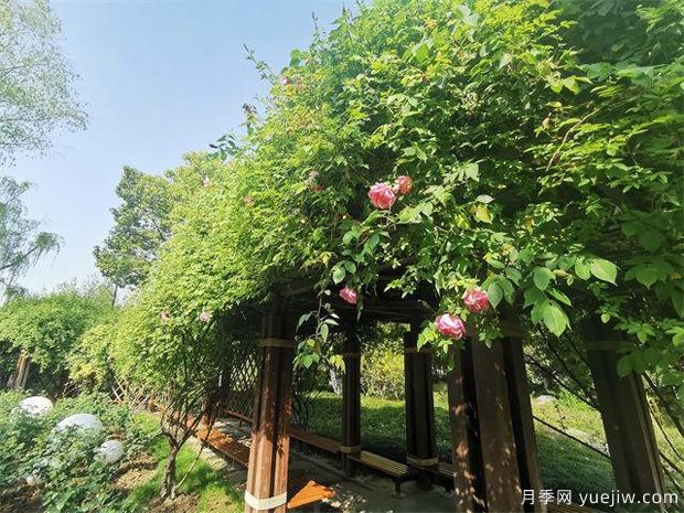 常州紫荊公園古老月季漸次開放，展示市花的獨(dú)特文化魅力(圖1)