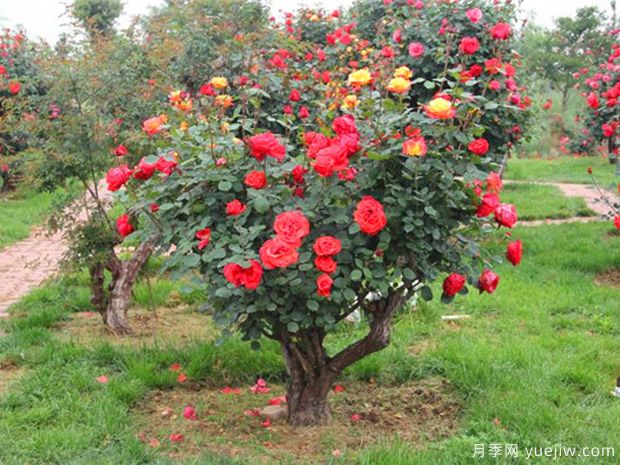 古樁月季千百艷，老樹(shù)新花時(shí)時(shí)春(圖1)