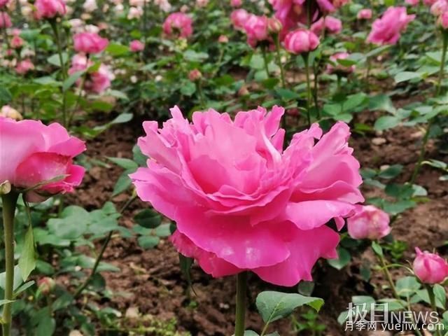 武漢市第十三屆月季展，青山和平公園等你來(lái)打卡(圖5)