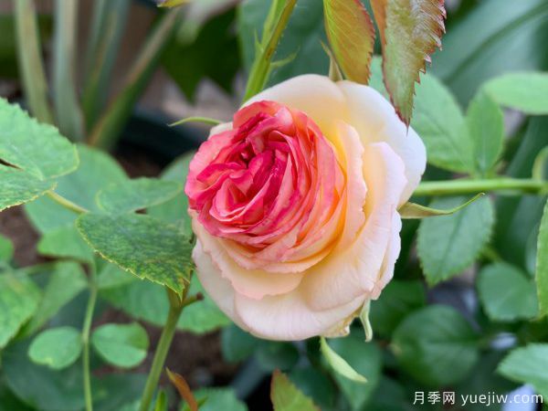 月季總是不開花，幾個(gè)養(yǎng)護(hù)要素做到位，開花不斷(圖1)