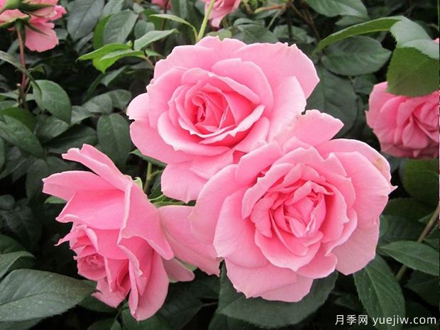 你真美麗月季的優(yōu)缺點(diǎn)是什么？(圖1)