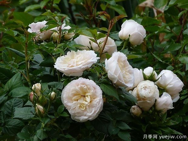 格陵蘭月季/永遠的格陵蘭月季(圖1)