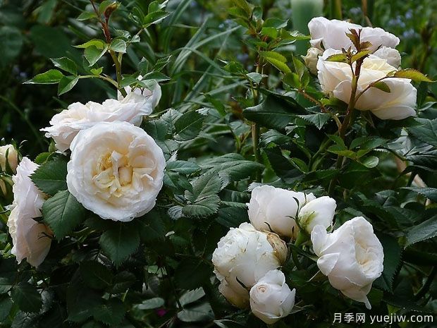 格陵蘭月季/永遠的格陵蘭月季(圖3)
