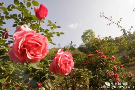 玉溪峨山月季花開正好 拍照打卡進行時(圖2)