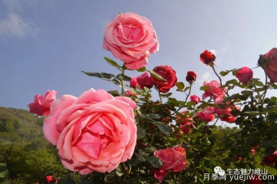 玉溪峨山月季花開正好 拍照打卡進行時(圖3)