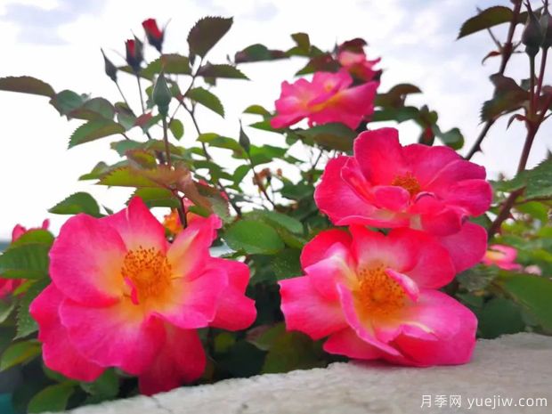 杭州高架月季盛開，200萬株月季花裝扮空中花廊(圖3)