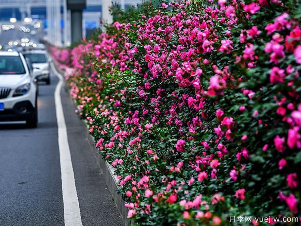湖北武漢二環(huán)月季開(kāi)放，48公里全線成景觀花海大道(圖1)