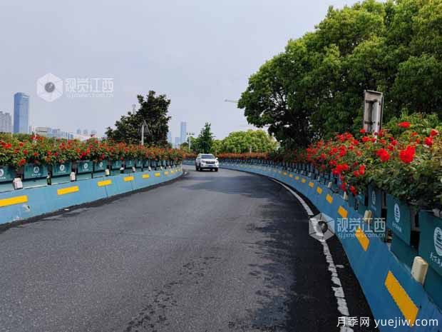 南昌八一大橋萬株月季綻放，綠化中心細致養(yǎng)護(圖1)