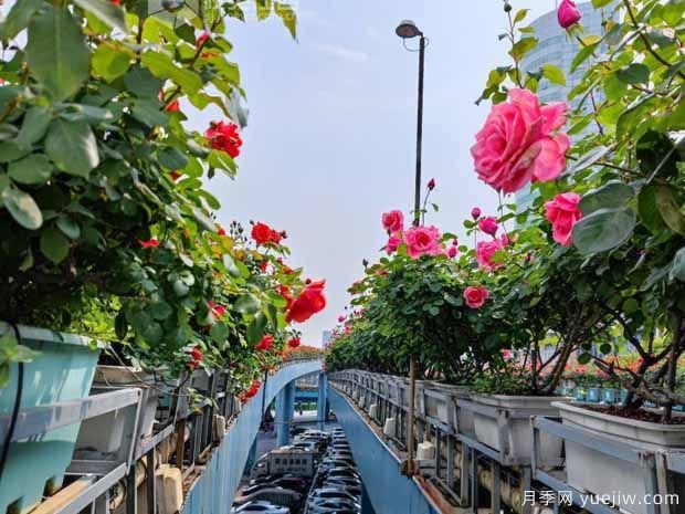 1.2萬株月季盛開，南昌八一橋景觀花廊擁抱春景(圖1)