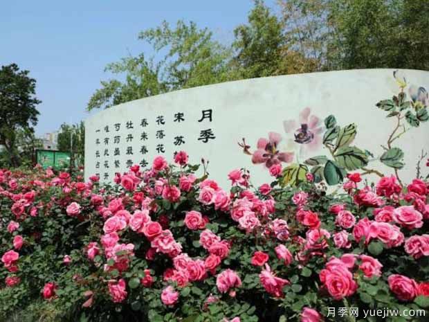 南陽(yáng)月季市花文化和景觀圖集(圖3)