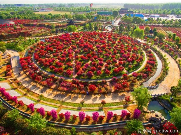 南陽(yáng)月季市花文化和景觀圖集(圖1)