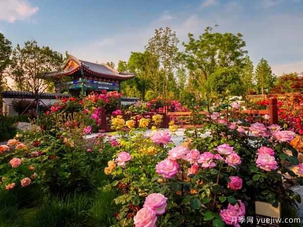南陽(yáng)月季市花文化和景觀圖集(圖5)
