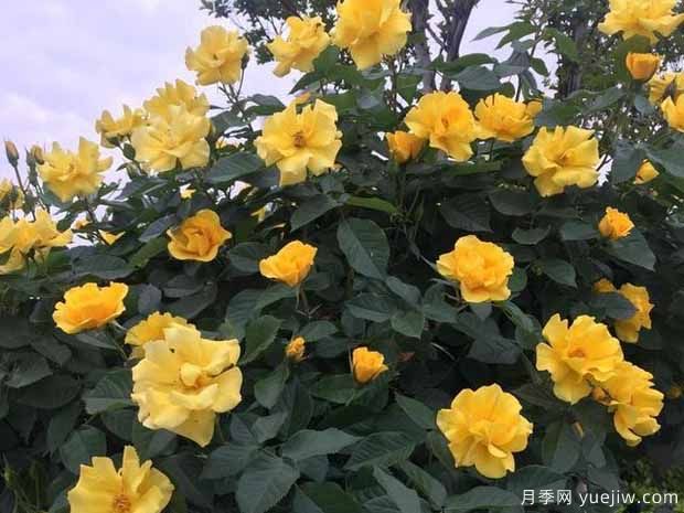 洛陽月季應用和景觀圖集(圖5)