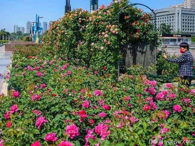 濟南玫瑰市花文化和月季景觀(圖2)