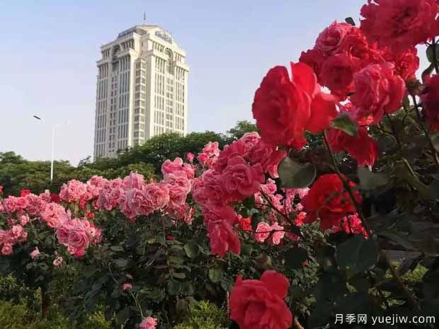 鶴壁月季應(yīng)用和景觀圖集(圖3)