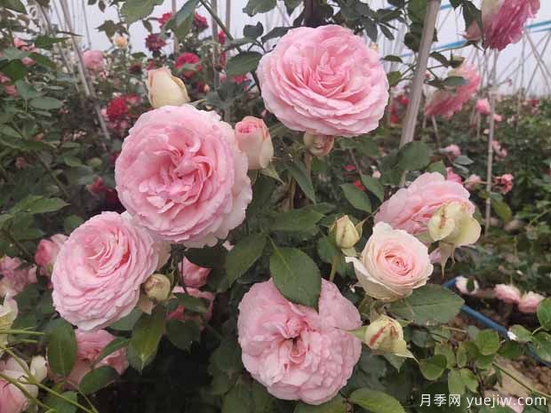 推薦3種藤本月季，打造絕美花墻，長勢好花量大(圖1)