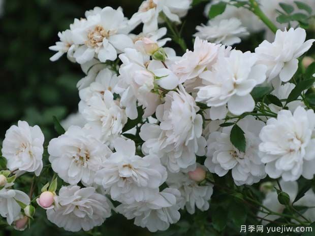 推薦4款適合室內(nèi)養(yǎng)的月季，勤花易打理(圖3)