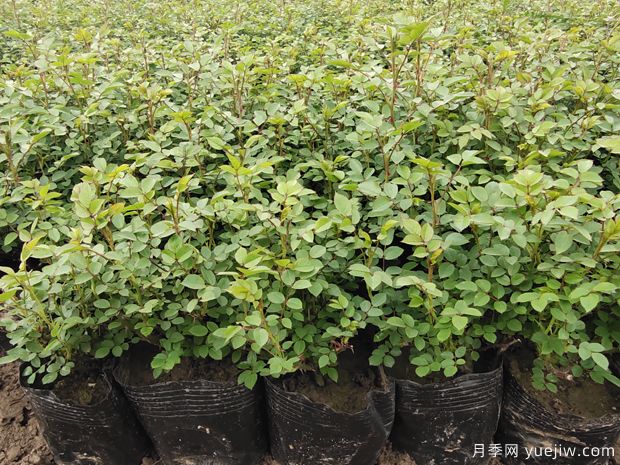 月季小苗一年長成大苗有教程學習(圖1)