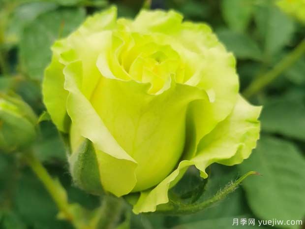 精選10個(gè)月季，紅黃粉白橙紫藍(lán)綠復(fù)色款月季花佩奇(圖4)