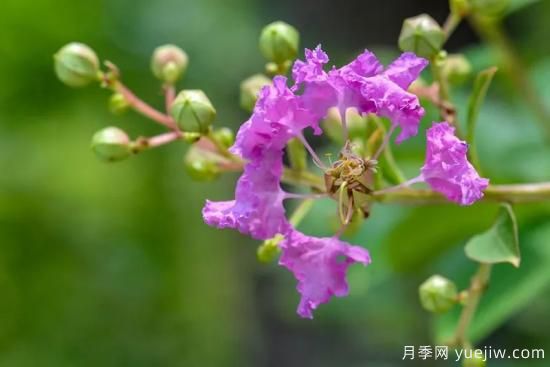 植物專類園帶火的苗木有哪些，月季園火了(圖3)