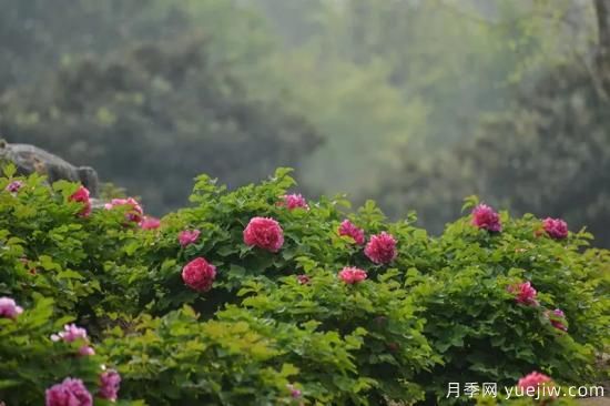 植物專類園帶火的苗木有哪些，月季園火了(圖2)