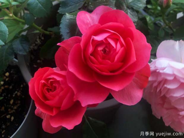 香奈兒陽臺月季(圖1)