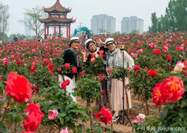 濰坊昌樂：西湖月季盛放期，五一假期花海來襲(圖3)