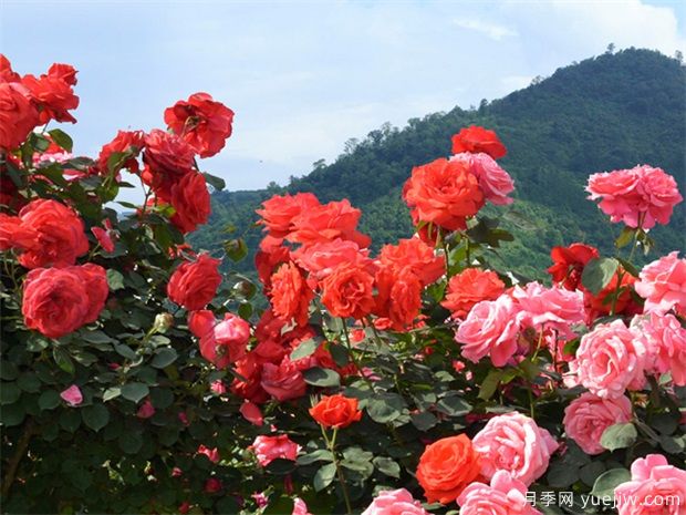 南陽市月季國家林木種質資源庫成立，打造南陽月季甲天下(圖1)