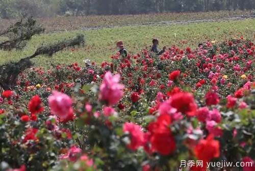 山東昌樂(lè)：百畝月季花海 引燃夏日激情(圖2)