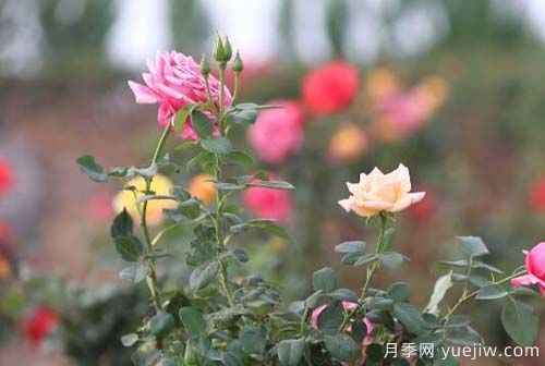 山東昌樂(lè)：百畝月季花海 引燃夏日激情(圖1)