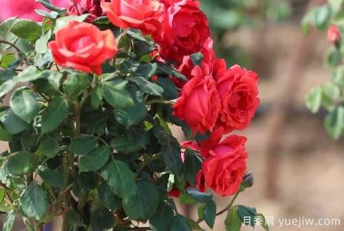 山東昌樂(lè)：百畝月季花海 引燃夏日激情(圖3)