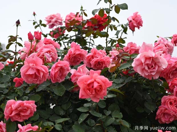 曲靖麒麟?yún)^(qū)的行道樹(shù)狀月季扮靚城市美景(圖2)