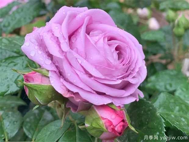 水星王陽臺月季(圖1)
