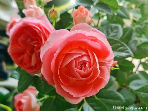 諾娃月季/鮭紅色陽(yáng)臺(tái)月季(圖1)