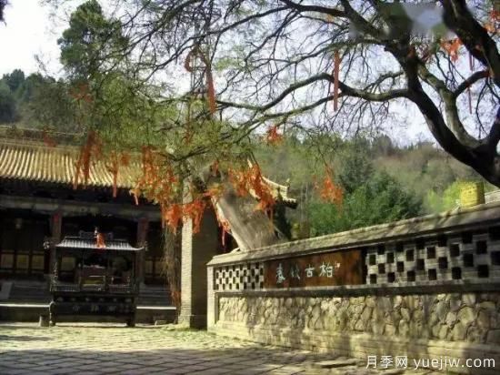 公認(rèn)的9種頂級古樹名木是哪些？(圖1)