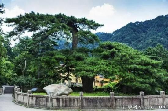 公認(rèn)的9種頂級古樹名木是哪些？(圖4)