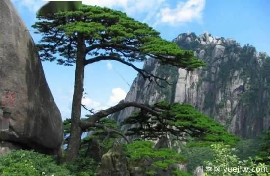 公認(rèn)的9種頂級古樹名木是哪些？(圖5)