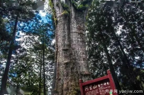 公認(rèn)的9種頂級古樹名木是哪些？(圖6)
