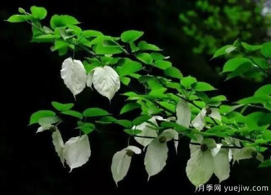 公認(rèn)的9種頂級古樹名木是哪些？(圖7)