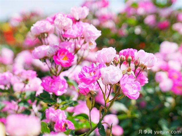 到冬天是否可以插桿月季花嗎？(圖1)