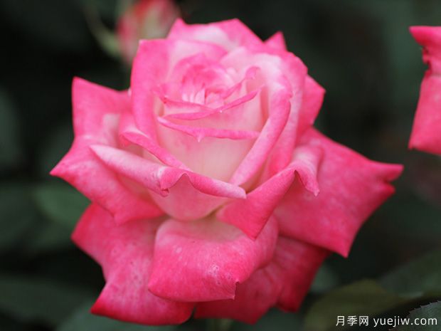 阿爾推斯75月季的優(yōu)缺點(diǎn)是什么？(圖1)
