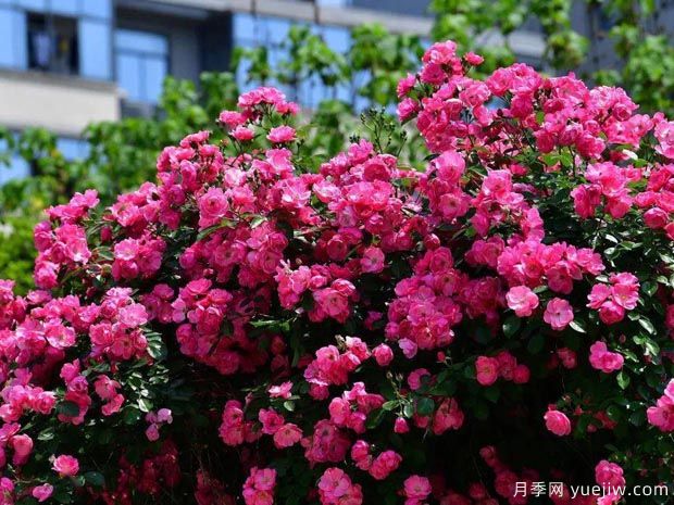 武漢新增多條絕美月季花道，江城處處花海景觀(圖1)