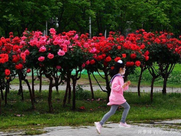 武漢新增多條絕美月季花道，江城處處花海景觀(圖2)